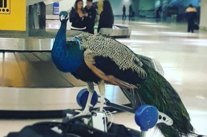 Vrouw neemt pauw mee op vliegtuig voor “emotionele steun”