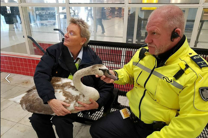 Conductrice zet zwaan weer op juiste spoor