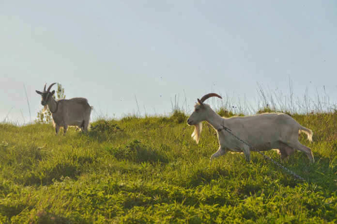 Stad schrijft bijzondere vacature uit: geitencoördinator (m/v)