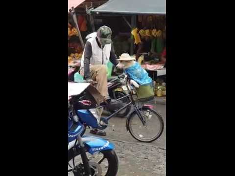 VIDEO. Man probeert hond droog te houden