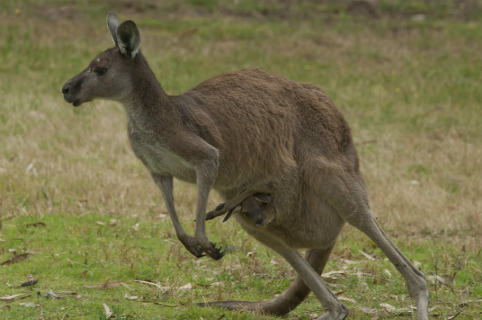 Kangoeroe gaat gevecht aan met Australische broers