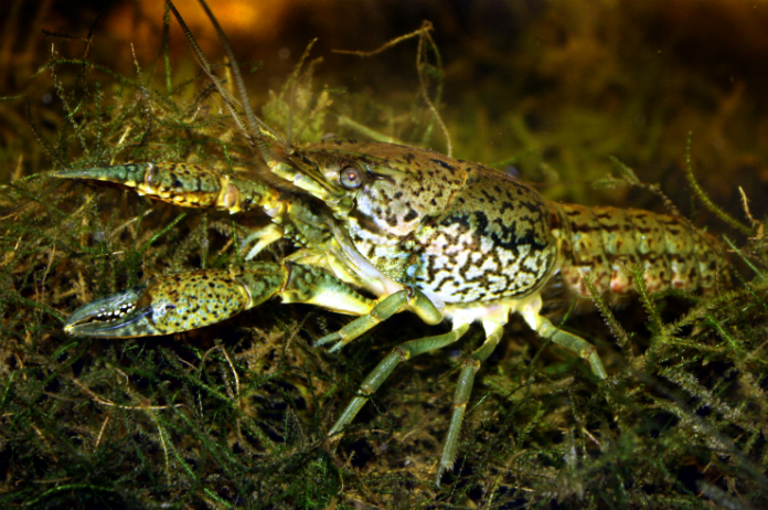 Kreeft die zichzelf kan klonen verovert de wereld