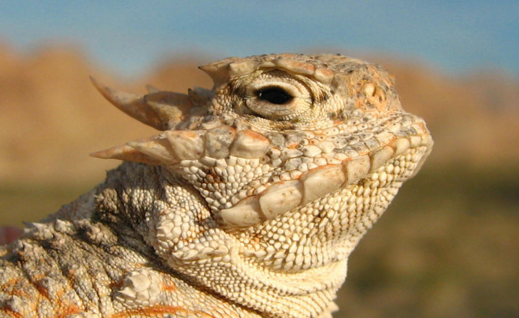 Iran beschuldigt Westen van spionage met hagedissen