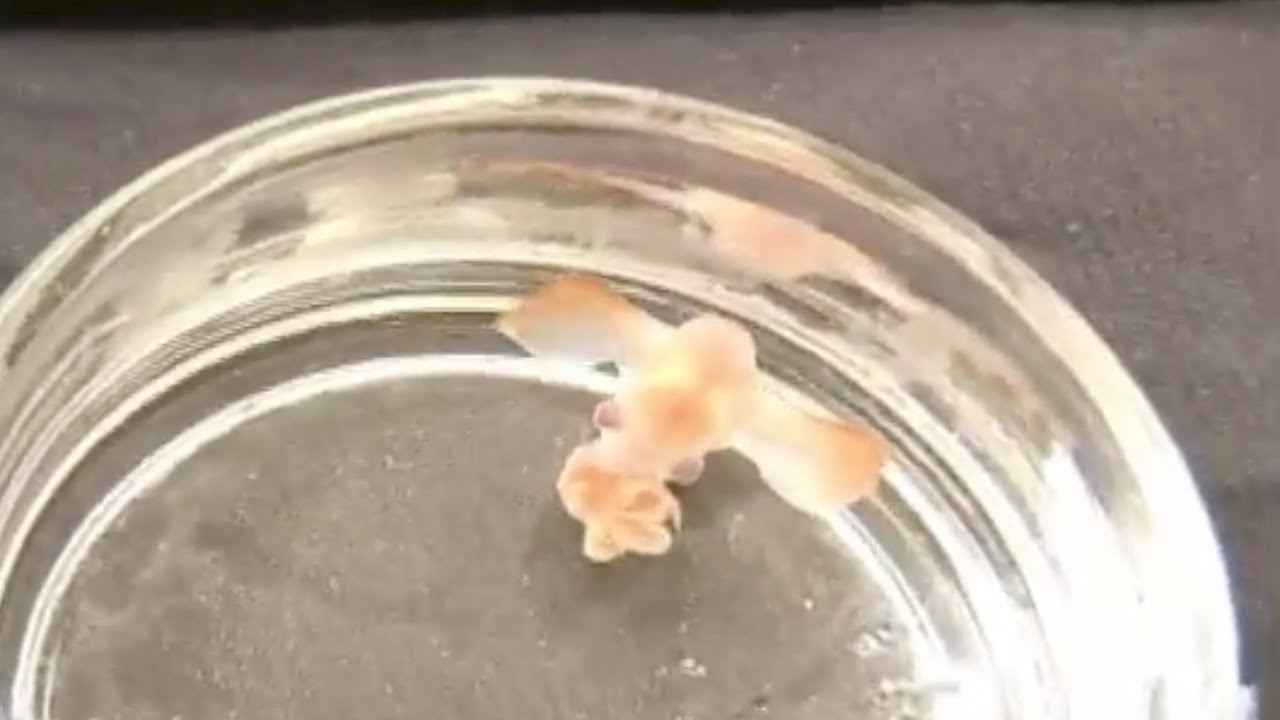 VIDEO. Maak kennis met de zeldzame ‘Dumbo’-octopus