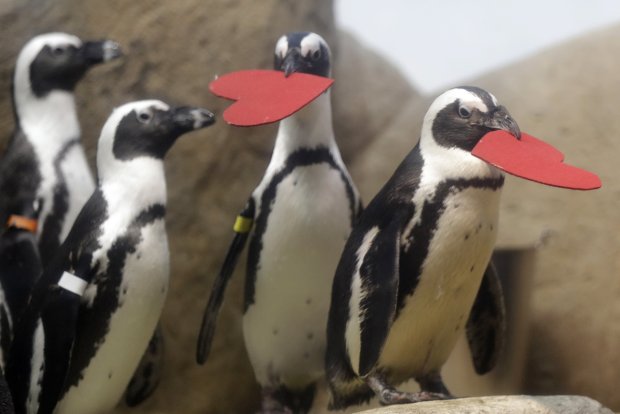 Pinguïns vieren valentijn op een heel bijzondere manier