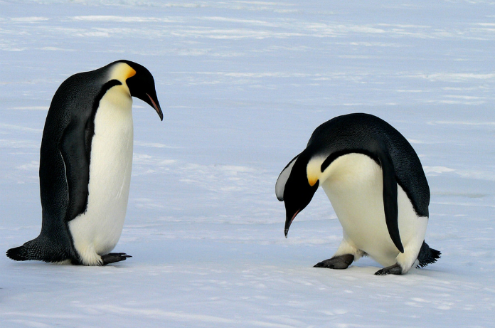 Pinguïns vinden camera en nemen een selfie