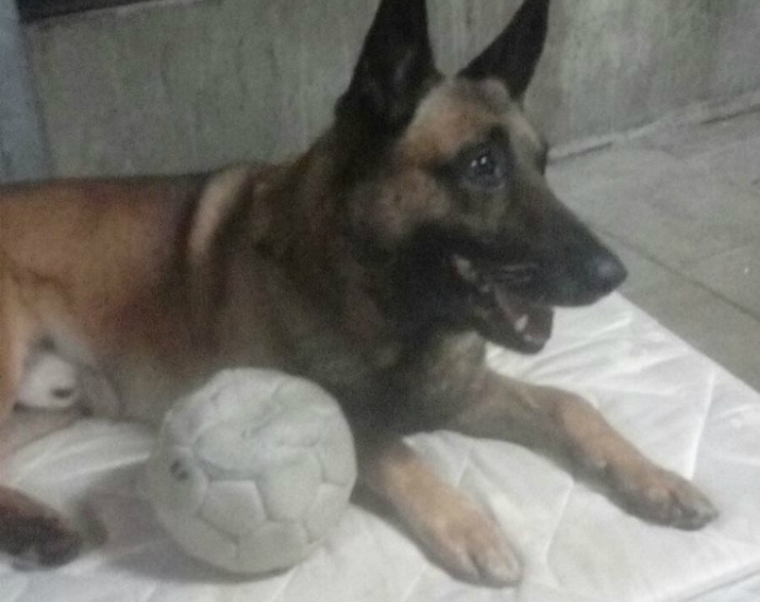 Militair wil zijn hond na negen jaar trouwe dienst van pensioen laten genieten