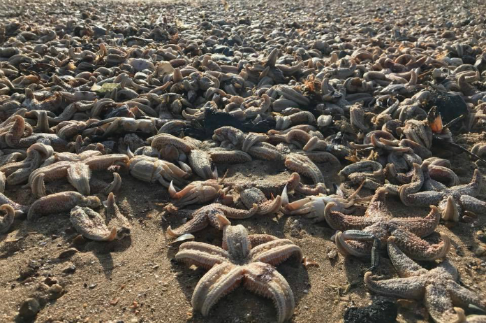 Duizenden zeesterren spoelen aan na zware storm