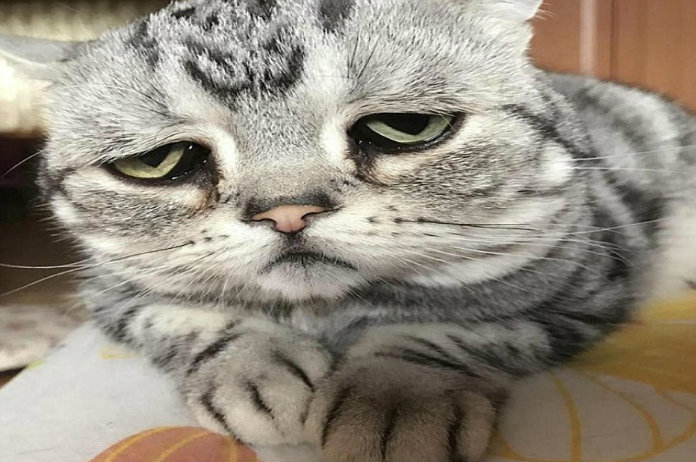 Verdrietig poesje ‘Luhu’ is de nieuwe kattenster op Instagram