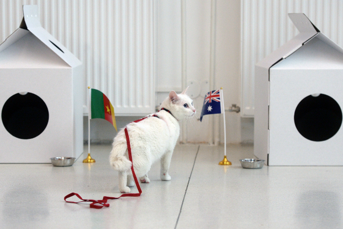 Achille de kat vervangt Octopus Paul op WK in Rusland