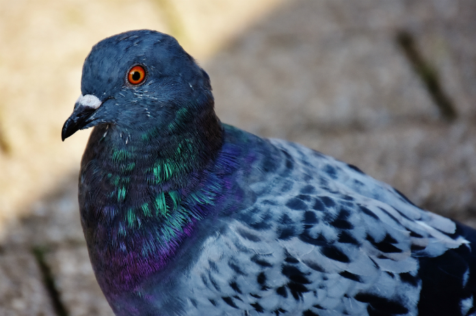 Duif zet bijna heel Friesland zonder stroom