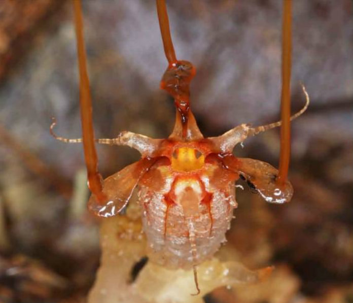 ‘Uitgestorven’ plant duikt weer op na 151 jaar