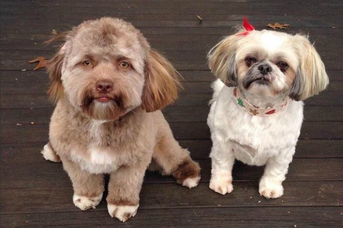 Puppy met menselijk gezicht verovert het internet