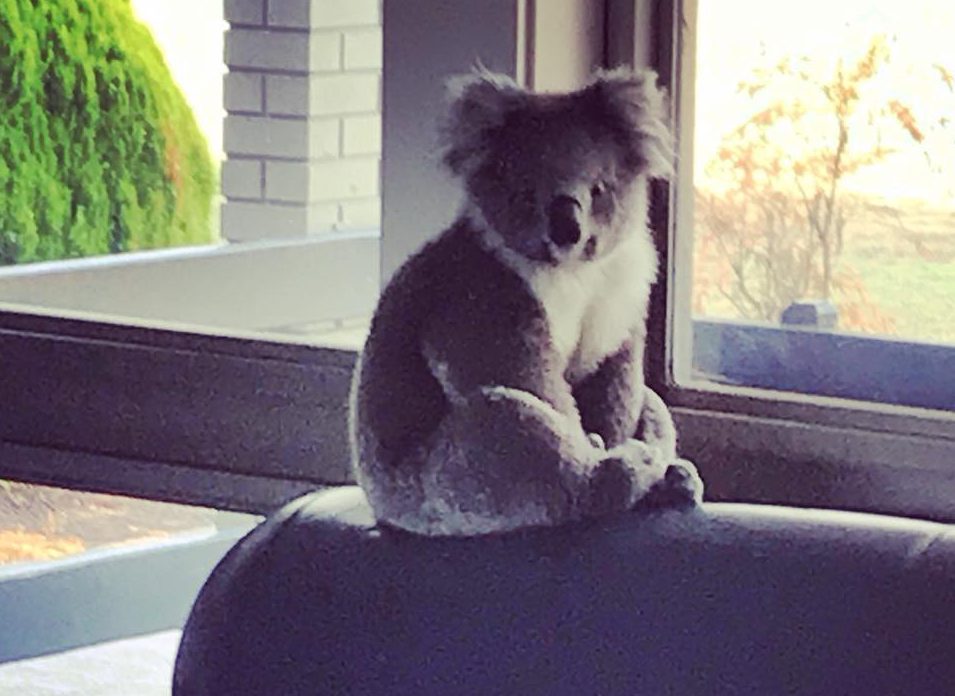 Koala breekt binnen in school om daar te overnachten