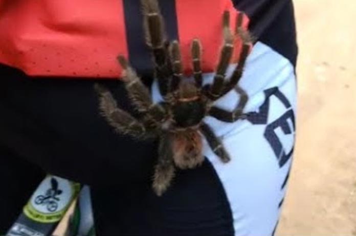 Fietser krijgt bezoekje van gigantische tarantula. Hoe kalm zou jij blijven? (video)