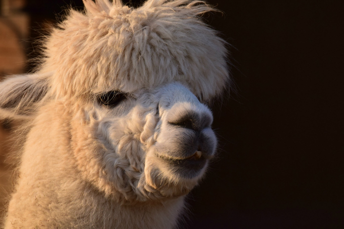 Niet te missen: alpacaboerderij houdt opendeurdag
