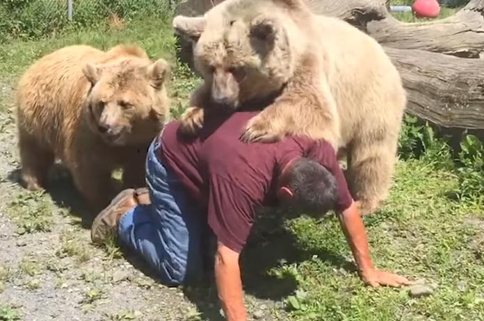 Da’s durven: man laat beer van 180 kg op zijn rug kruipen! (video)