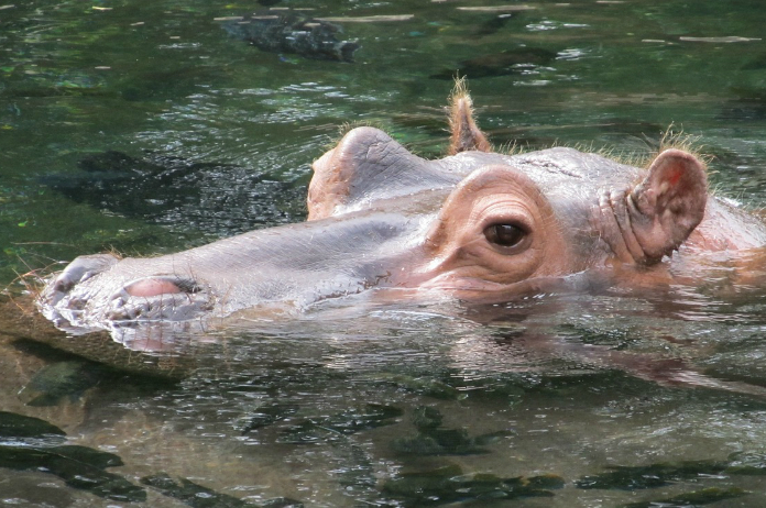 Spaanse politie staat oog in oog met ontsnapt nijlpaard