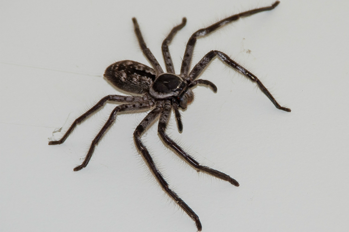 Reuzenspin bezorgt passagiers engste vlucht van hun leven