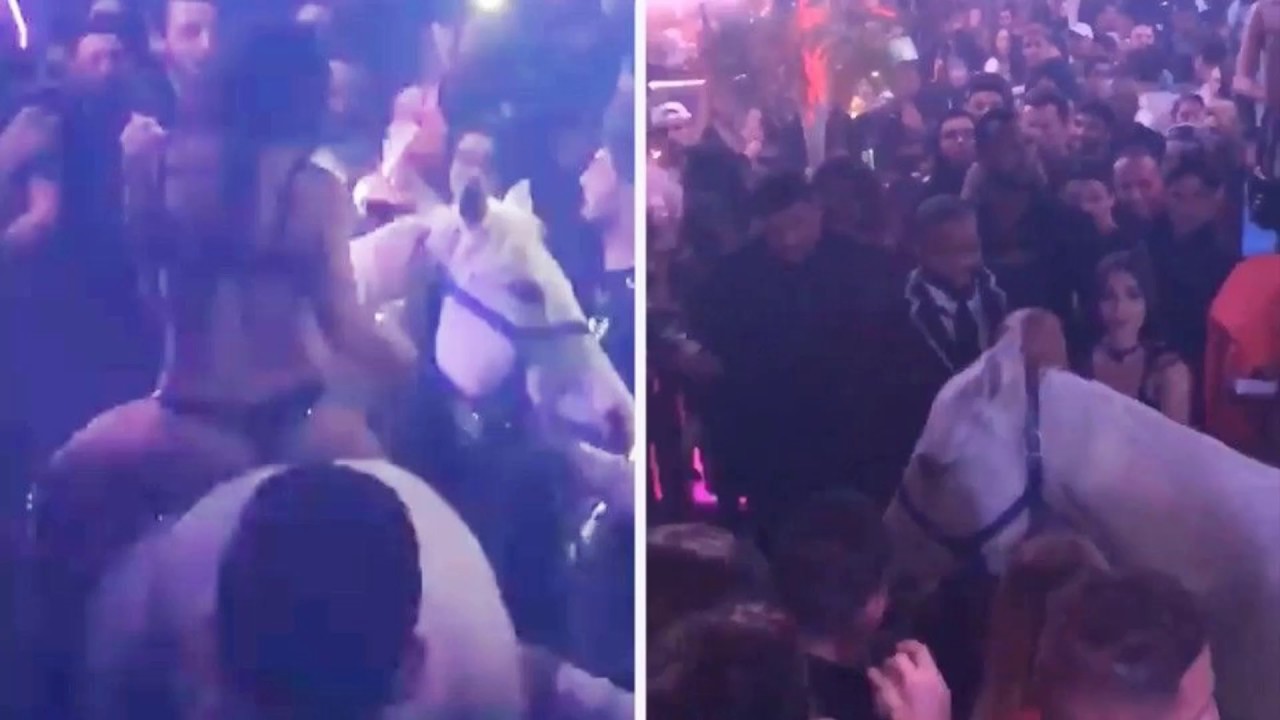 VIDEO. Amerikaanse nachtclub is vergunning kwijt door paard op de dansvloer