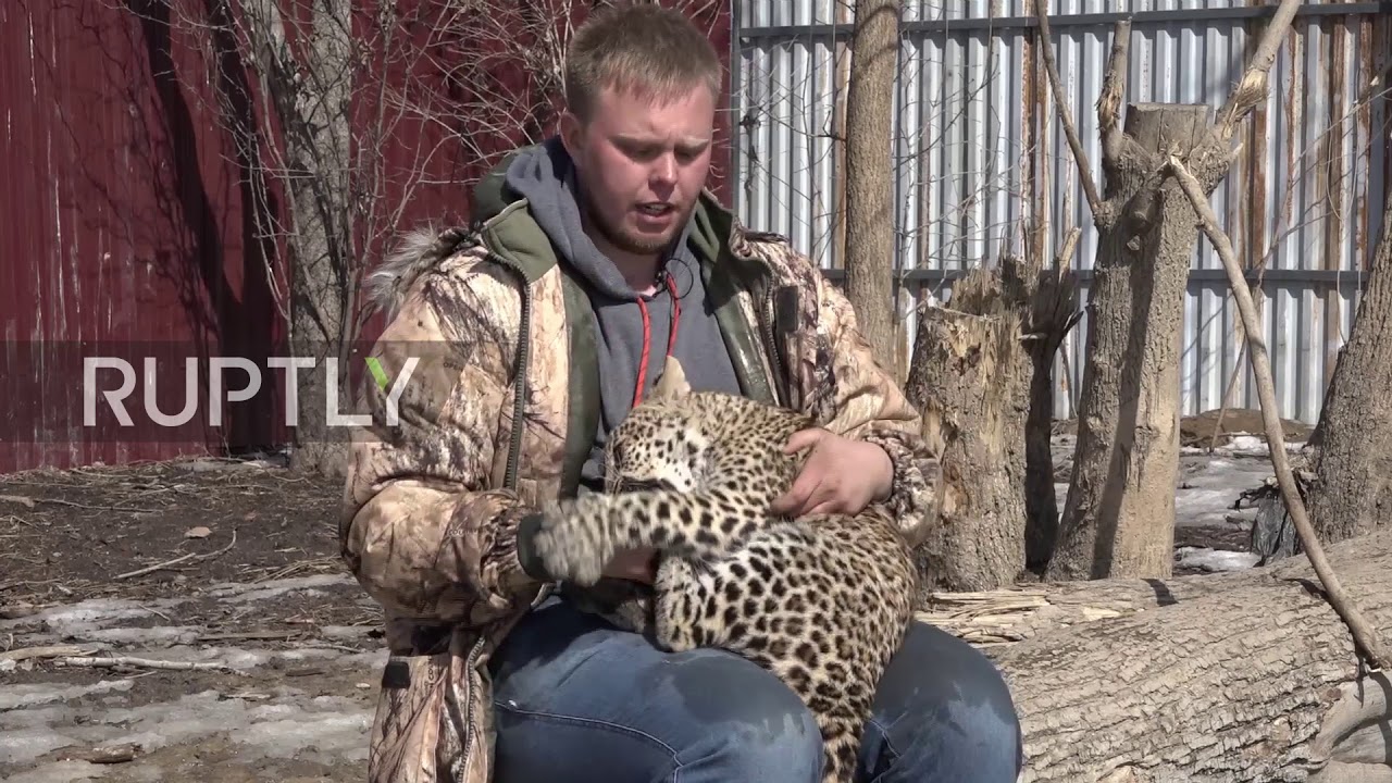 VIDEO. Luipaard sluit ongewone vriendschap met hond