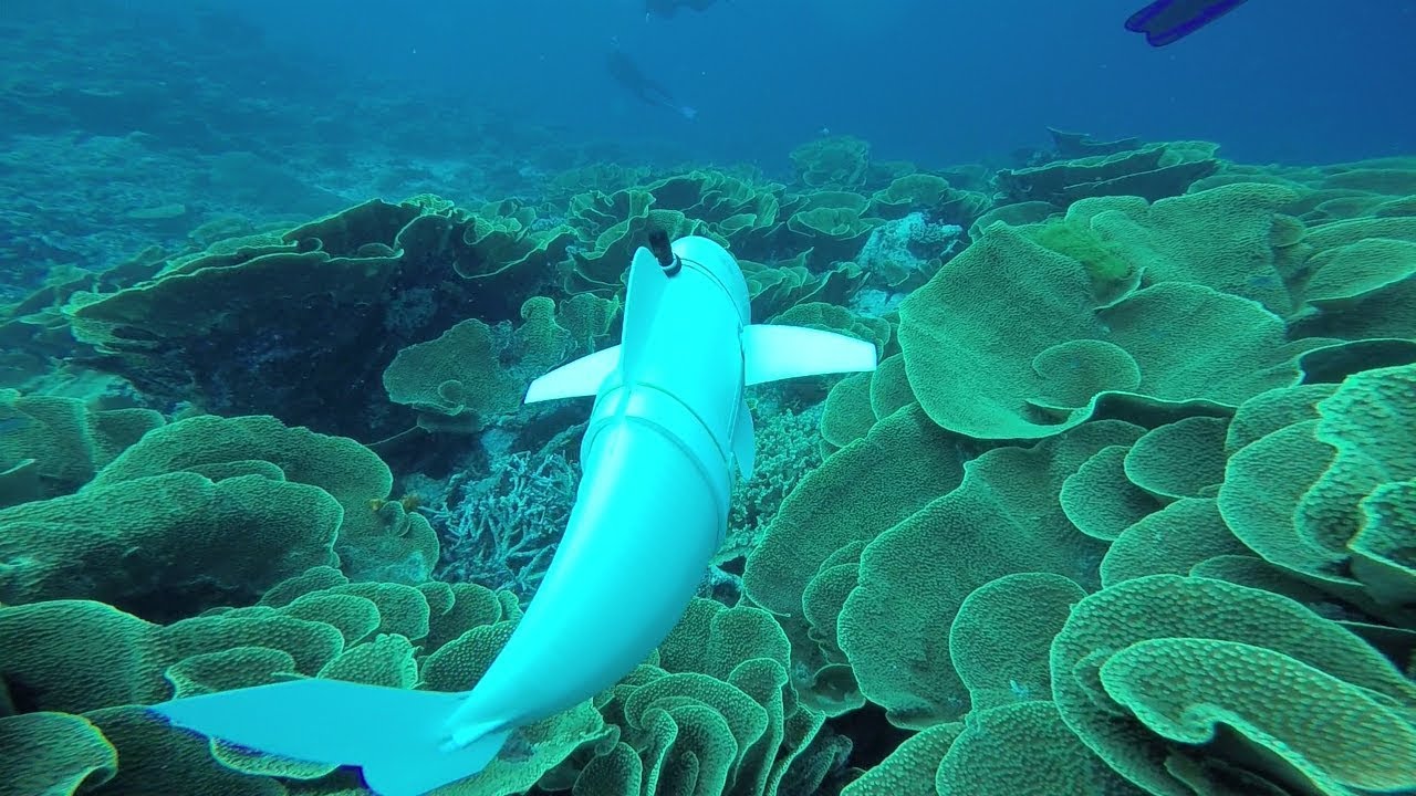 VIDEO. Robotvis neemt een sprong in het diepe