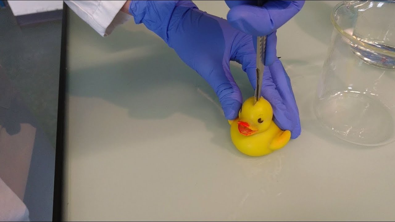VIDEO. Zoveel bacteriën zitten er in een badeendje