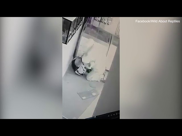 VIDEO. Inbreker wordt gebeten door exotische slangen