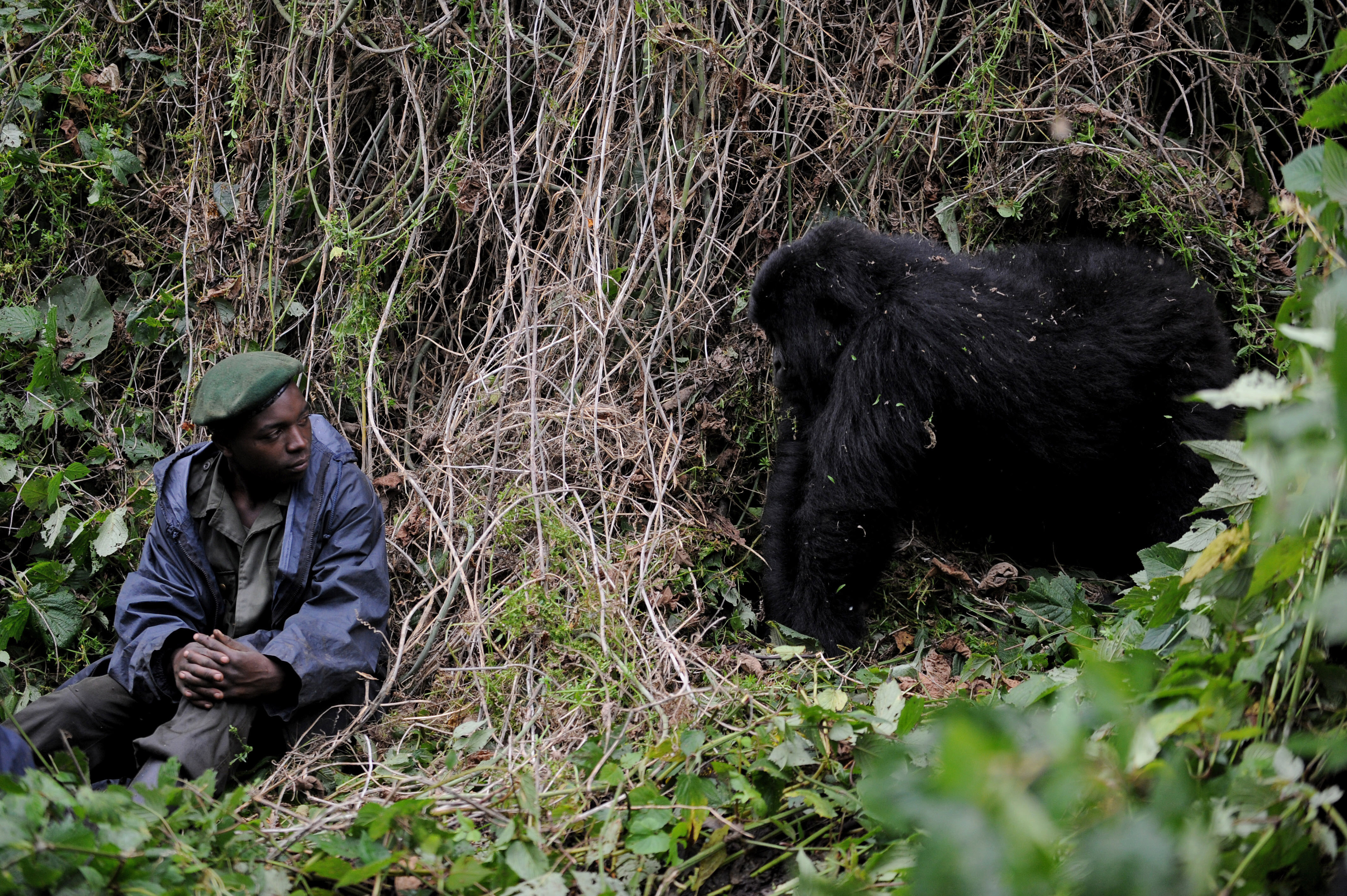 Zes parkwachters van Virunga-park gedood bij hinderlaag