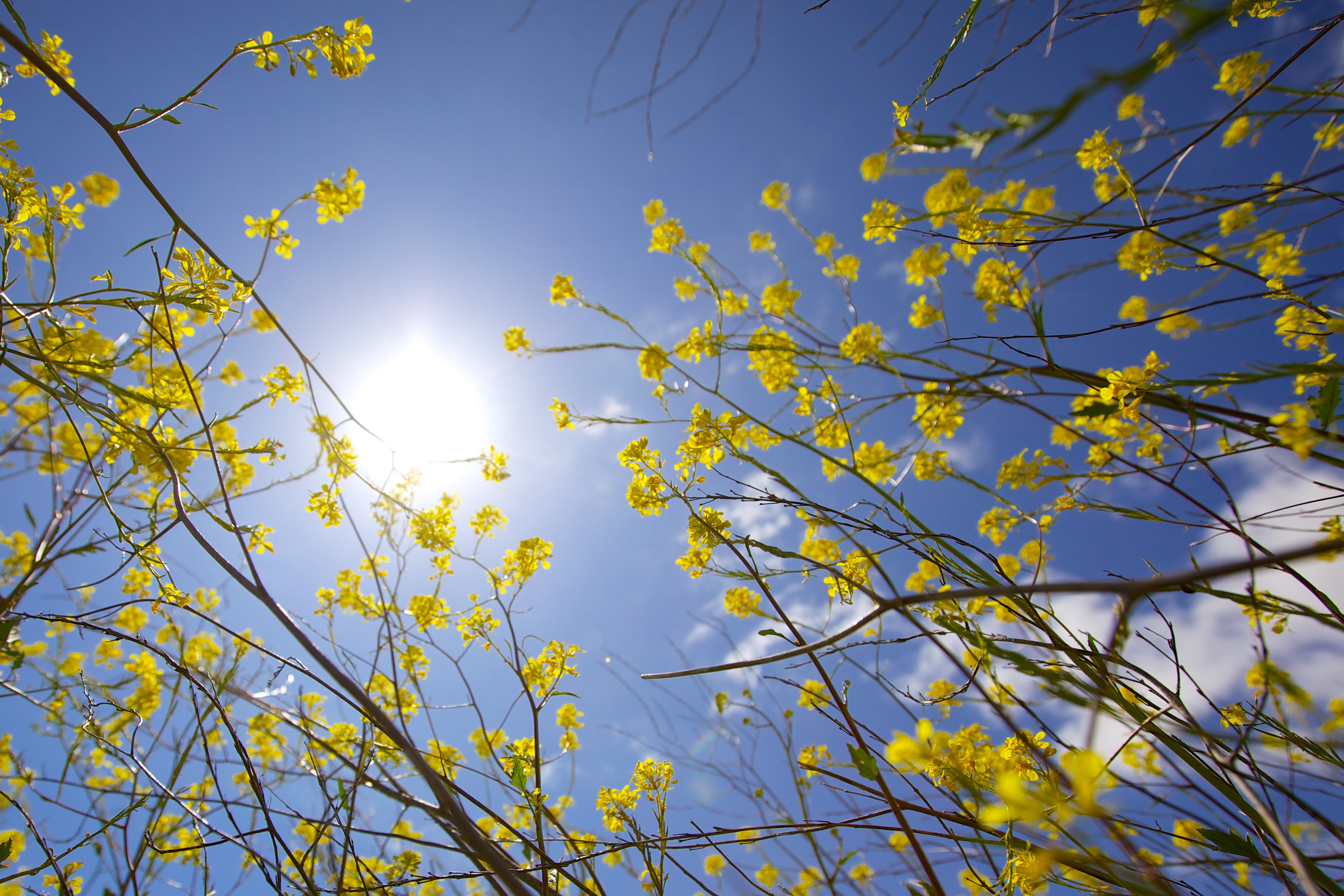 Zonnig weekend wordt vrijdag al ingezet
