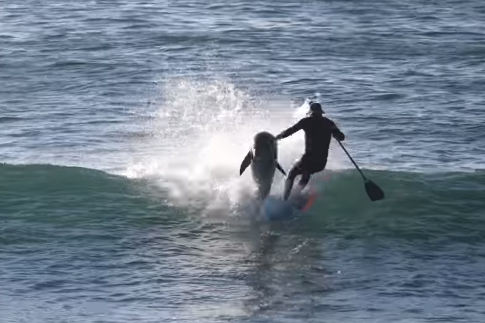 CRASH: dolfijn toont paddleboarder op onzachte wijze wie de baas van de zee is (video)