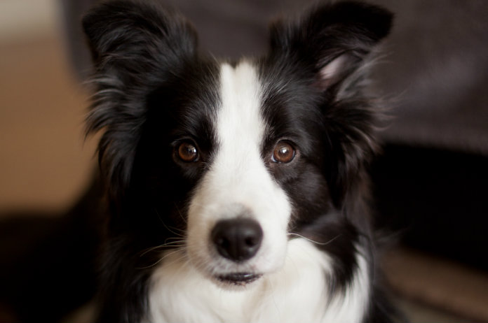 Gehoorzame Border Collie krijgt 6.100 euro van Amerikaanse luchthaven