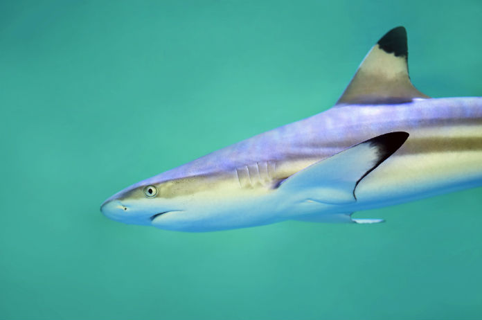 Zuinigere vliegtuigen dankzij… haaienhuid