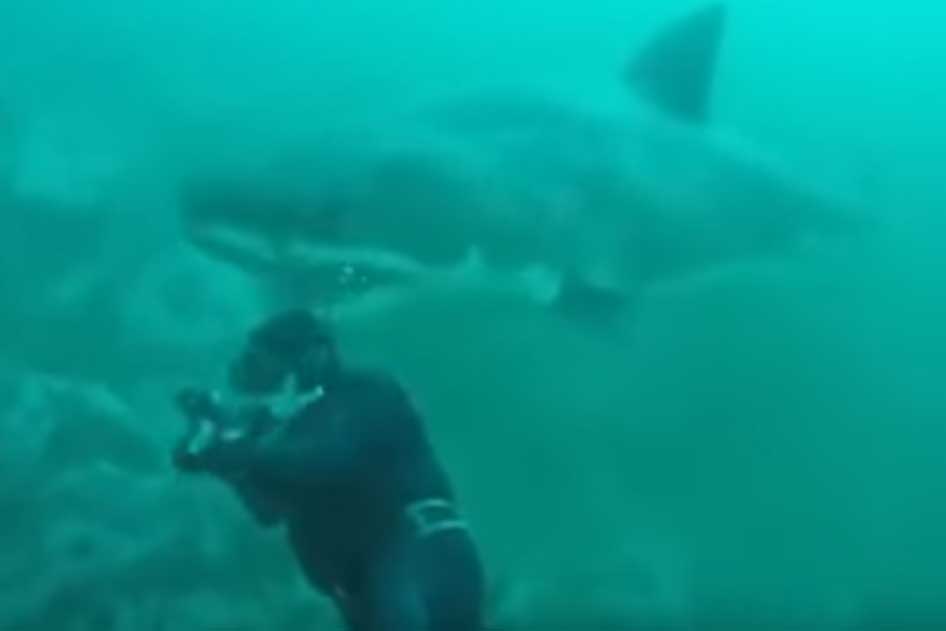 Duiker beleeft de schrik van zijn leven wanneer een gigantische haai uit het niets opduikt (video)