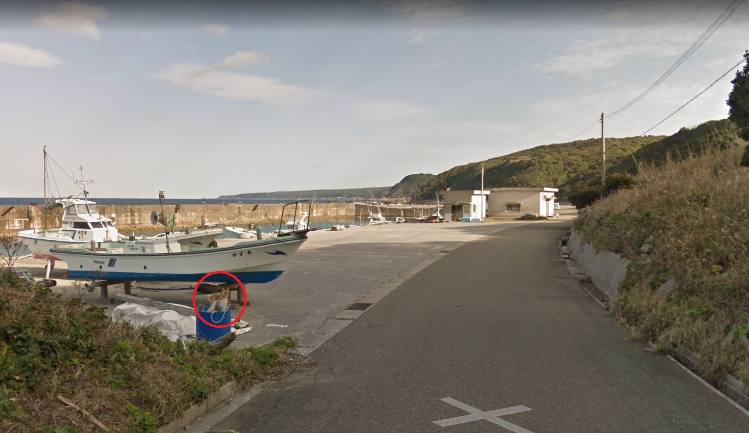Schattig: hond ‘photobombt’ Google Street View