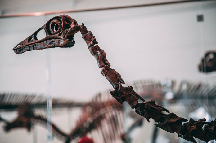 Op zoek naar een leuk cadeau? Je kan nu een dino naar jezelf vernoemen