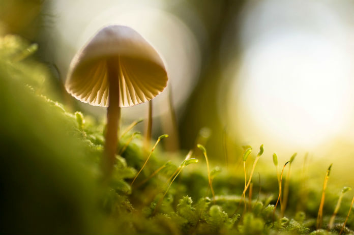 Verzot op paddenstoelen? Dan hebben we goed nieuws!
