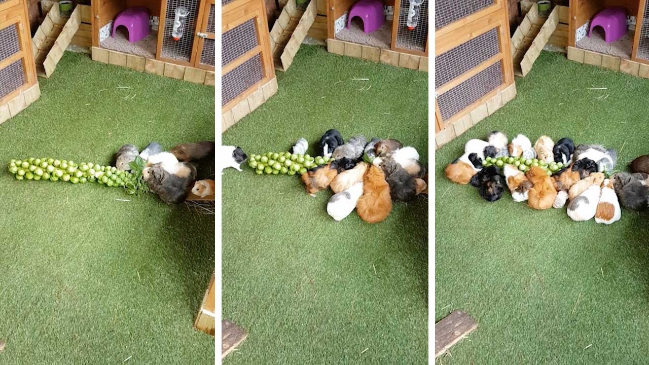 VIDEO. Schattige cavia’s smullen berg spruiten op