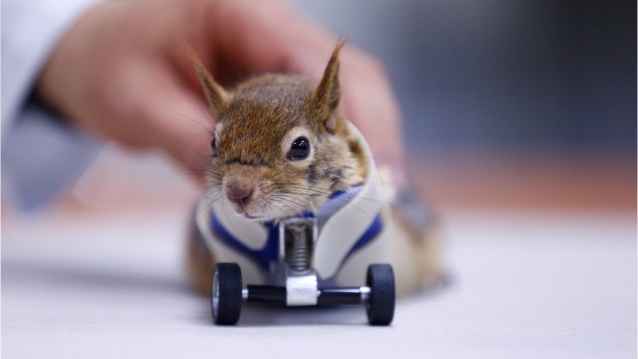 VIDEO. Karamel is de eerste eekhoorn op wieltjes