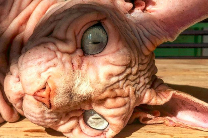 IN BEELD. Rimpelige kat jaagt mensen de stuipen op het lijf