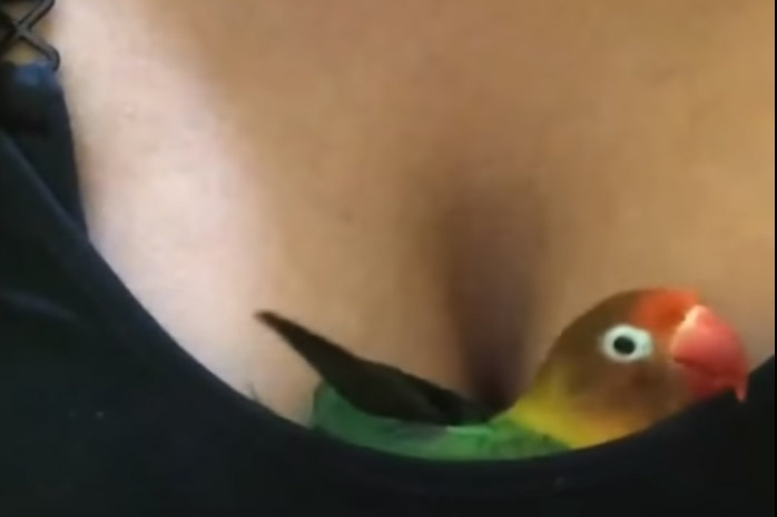 Viraal: stout vogeltje nestelt zich in decolleté (video)