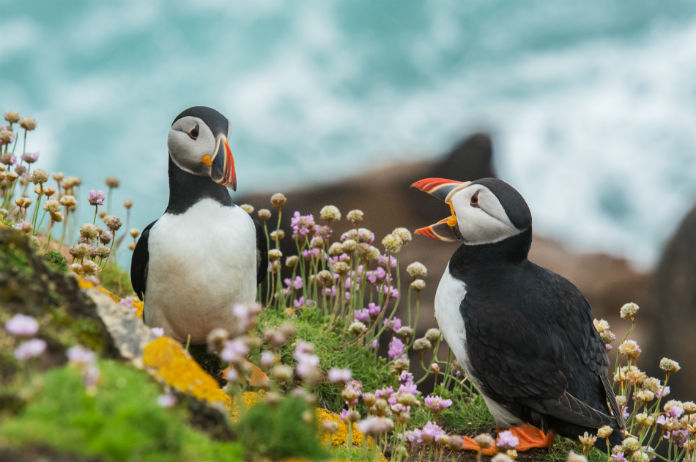 Een op acht vogels met uitsterven bedreigd