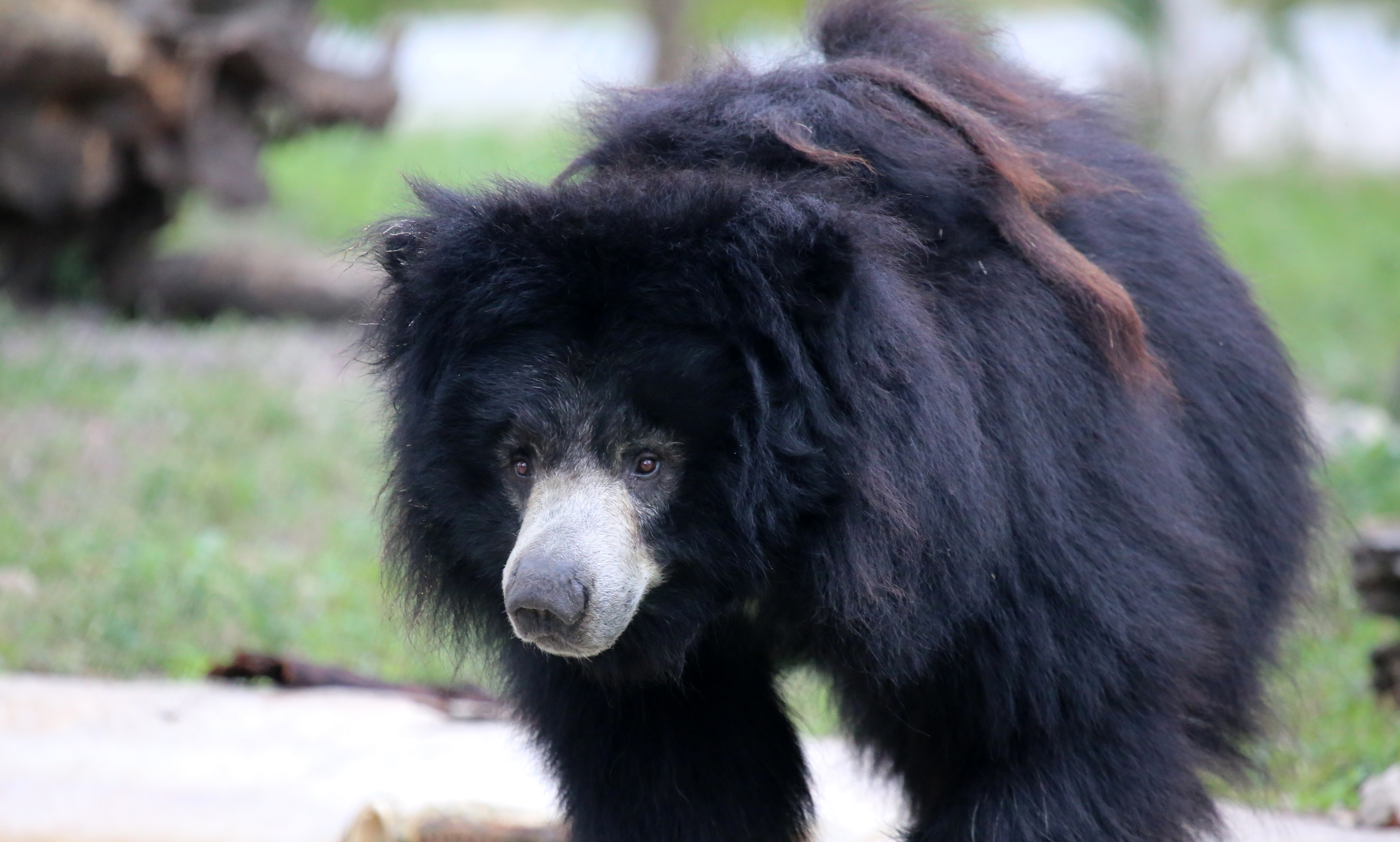 Vrouw voedt ‘hond’ op die beer blijkt te zijn