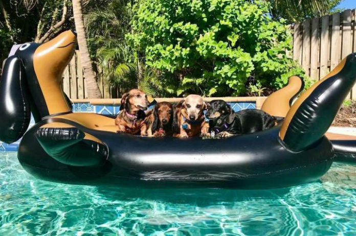 Deze luchtmatras is dé musthave voor teckel-liefhebbers