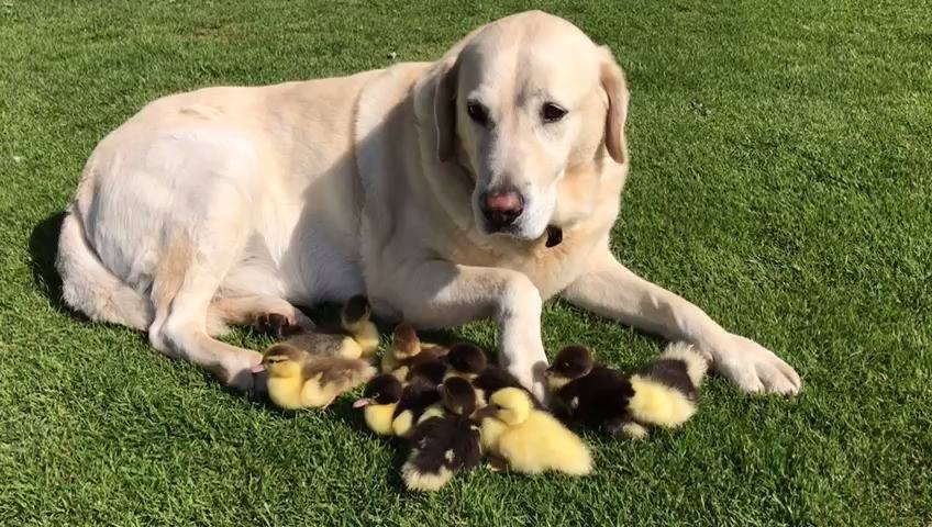 VIDEO. Hond adopteert negen kuikens