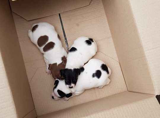 Deze hondjes zijn nog op zoek naar een baasje