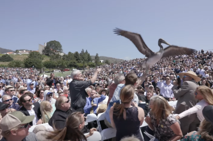 Pelikanen verstoren diploma-uitreiking
