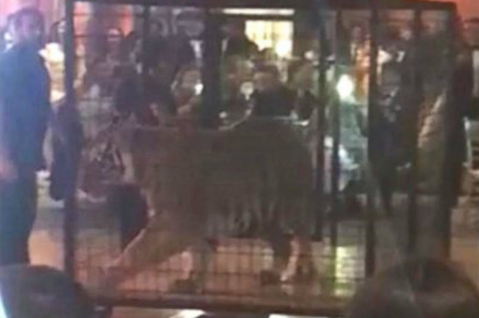 Amerikaanse school heeft echte tijger op schoolfeest