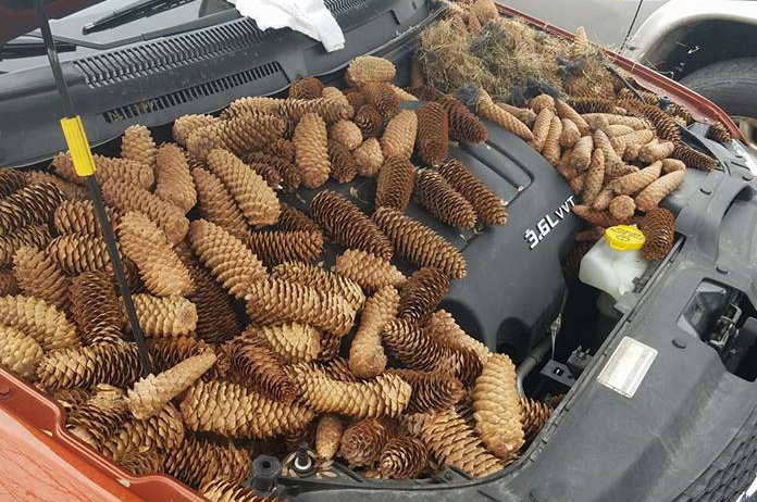 Schattig. Eekhoorntjes gebruiken auto als voorraadkamer