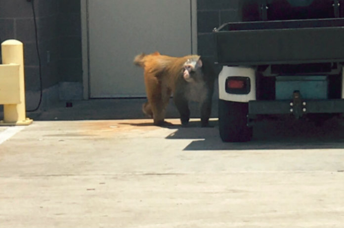 Ontsnapte aap zaait chaos op luchthaven